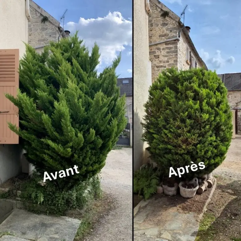 Conifère avant et après taille (photo double)